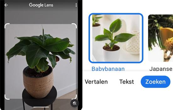 Google Lens screenshot